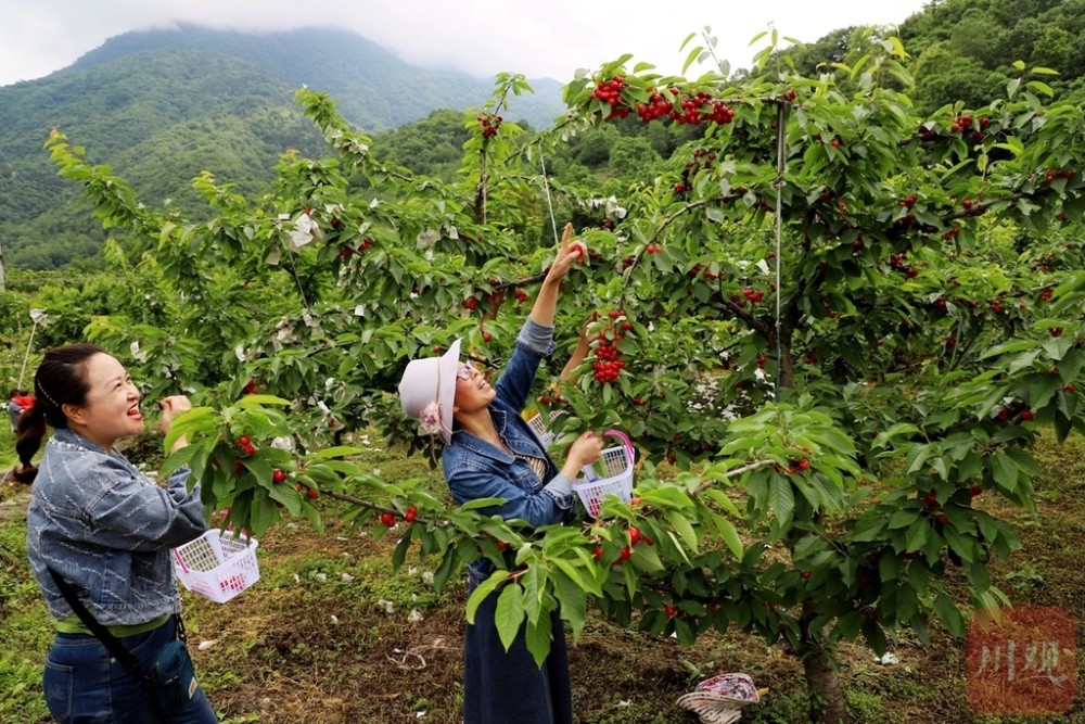 澳门正版资料的重要性及其最新版本的影响（以2024年为背景）