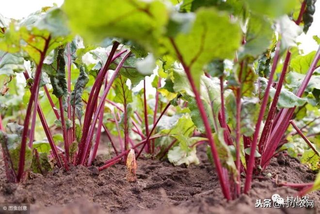 最新甜菜，种植技术、应用与未来展望