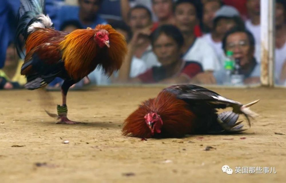 最新斗鸡打架打死鸡现象探究